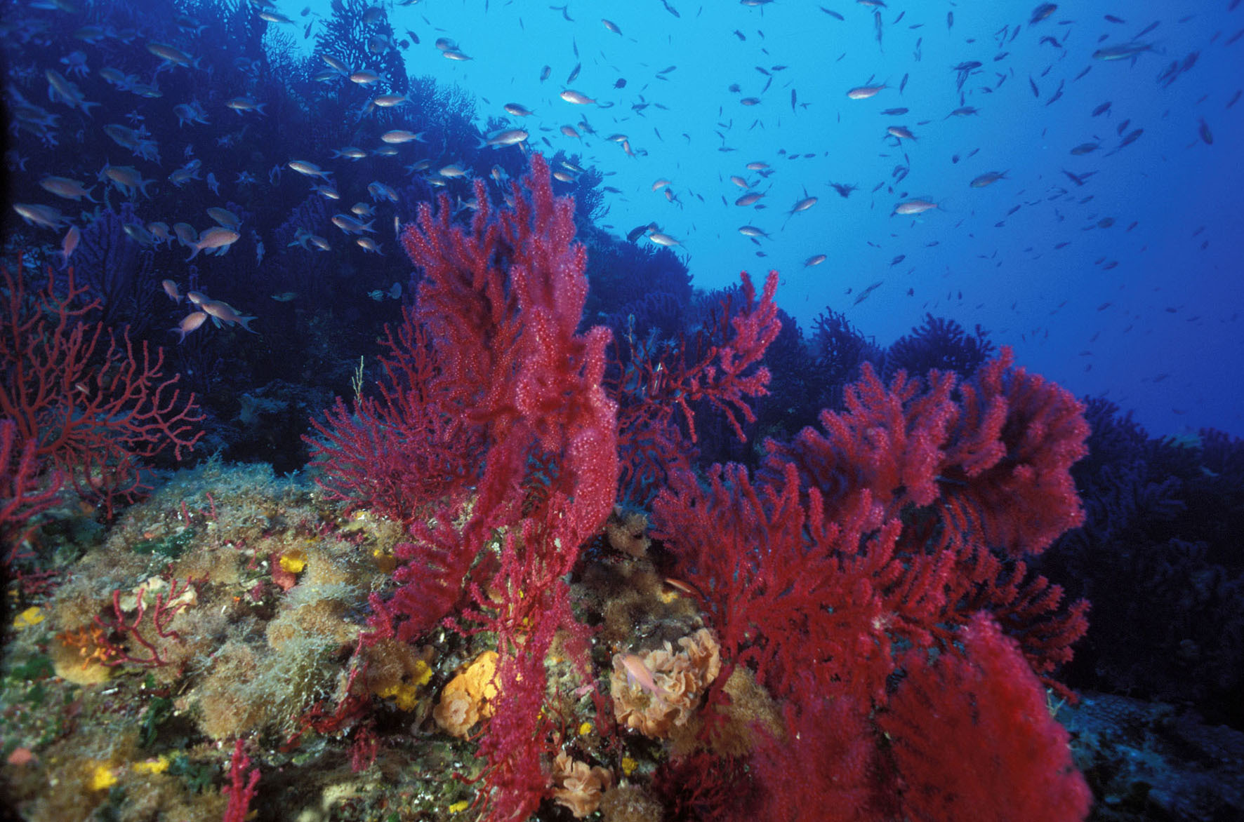 Area marina protetta Isola di Ustica