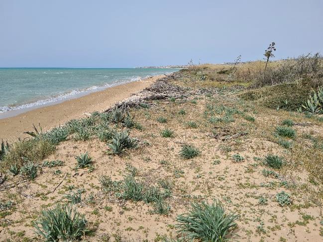 Intervento di Protezione del Litorale e ricostituzione dune della R.N.S.B.  Macchia foresta del fiume Irminio